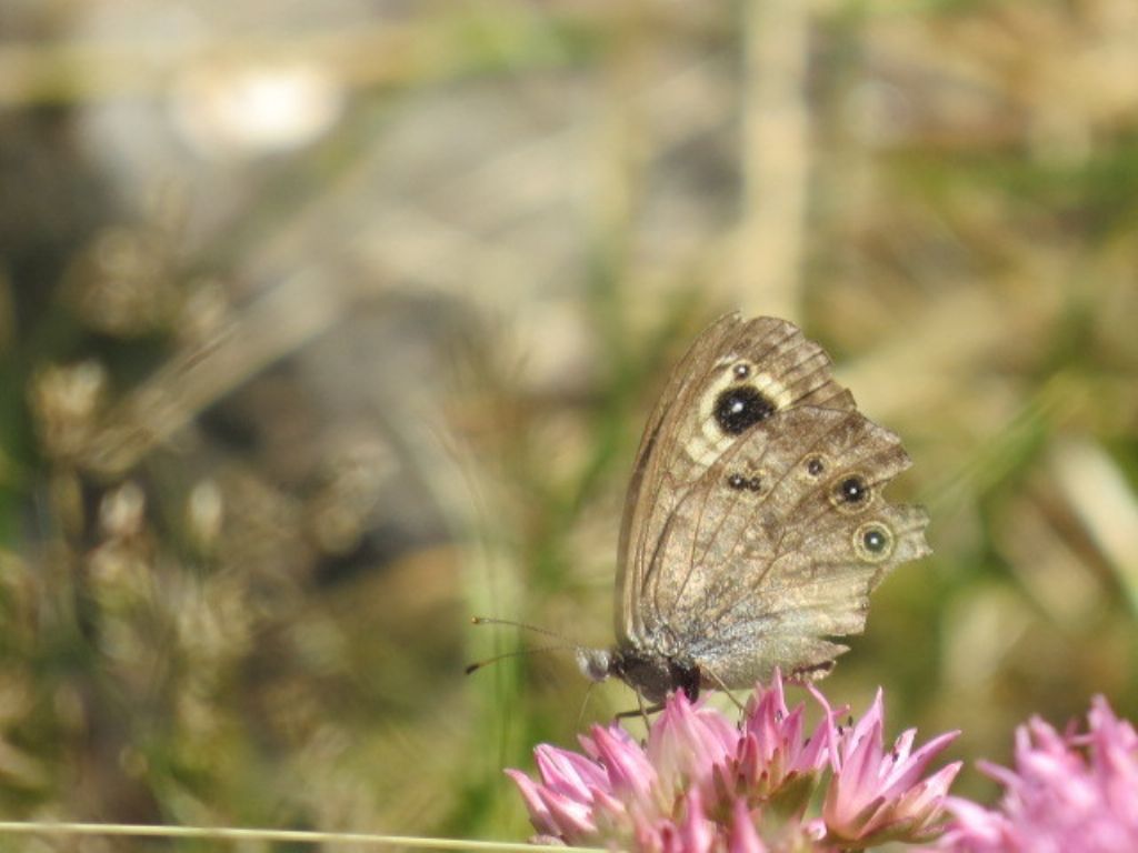 Richiesta di identificazione Nymphalidae Satyrinae: Lasiommata maera? S !